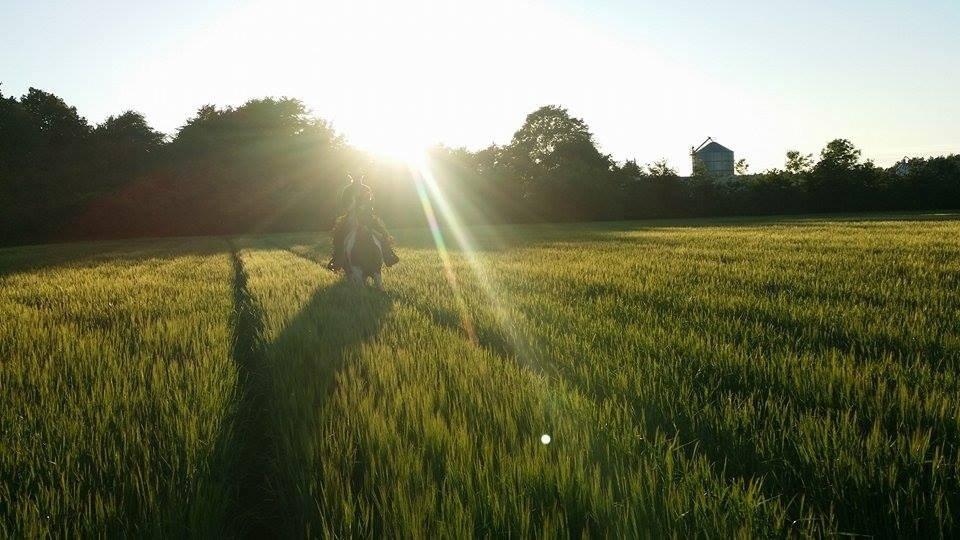 western ridning  billede 24