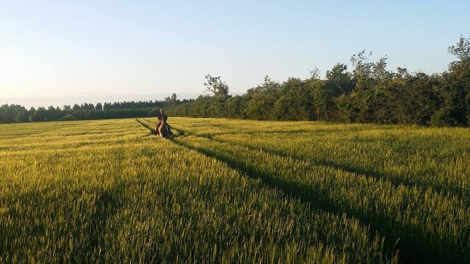 western ridning  billede 28