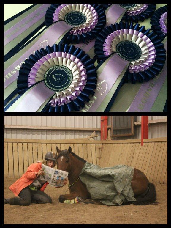 Alle mine rosetter ;) - Klasse 08 - Sødeste billede
 7. plads ud af 10 September 2014 = Hesten er dækket til og nu læses der godnat 
historie. Utroligt sødt og specielt det at se 
hestens er helt interesseret
 i at ‘læse’ med gør 
billedet ekstra sødt. Tillykke med 
7 pladsen. billede 2