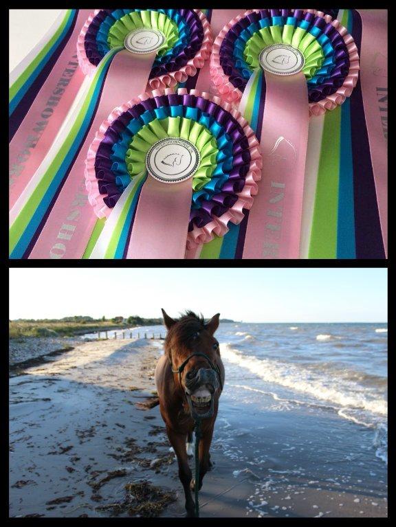 Alle mine rosetter ;) -  MIN FØRSTE PLACERING: Klasse 04 - Sjoveste billede 
8. plads ud af 10 August 2014 = Kit	Kat	 ser	 fin	 ud	 på	 stranden,	 med	 sit	 sjove	
 grin.	 Sjovt	 og 	hyggeligt 	billede,	 tillykke	 med 	
din	 fine	  8.	 plads.
 billede 1