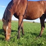 Billeder af min engel Maccoy O:-)