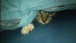 TIGER :D  - titte bøh :D  billede 49