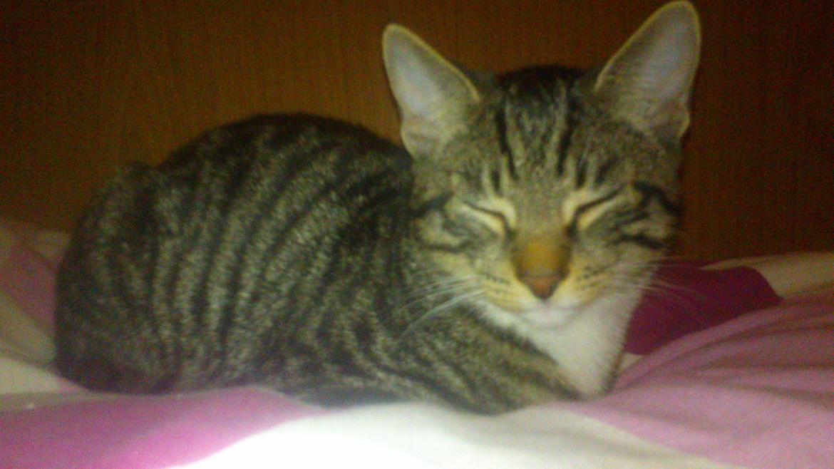 TIGER :D  - sidste billeder som ''vores'' kat billede 51