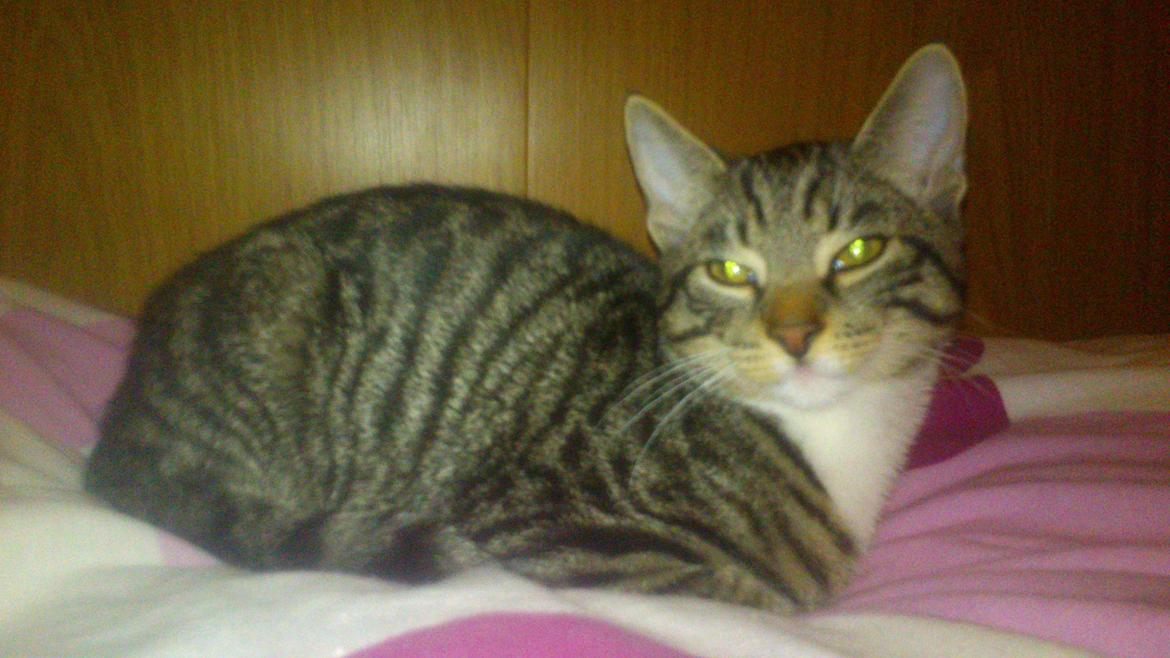 TIGER :D  - igen  billede 52