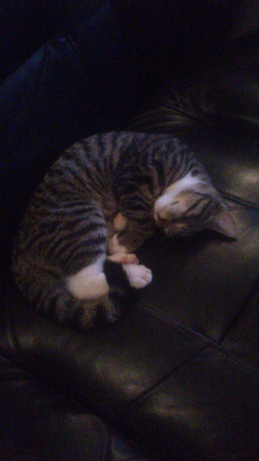 TIGER :D  - sove er han god til :D billede 44