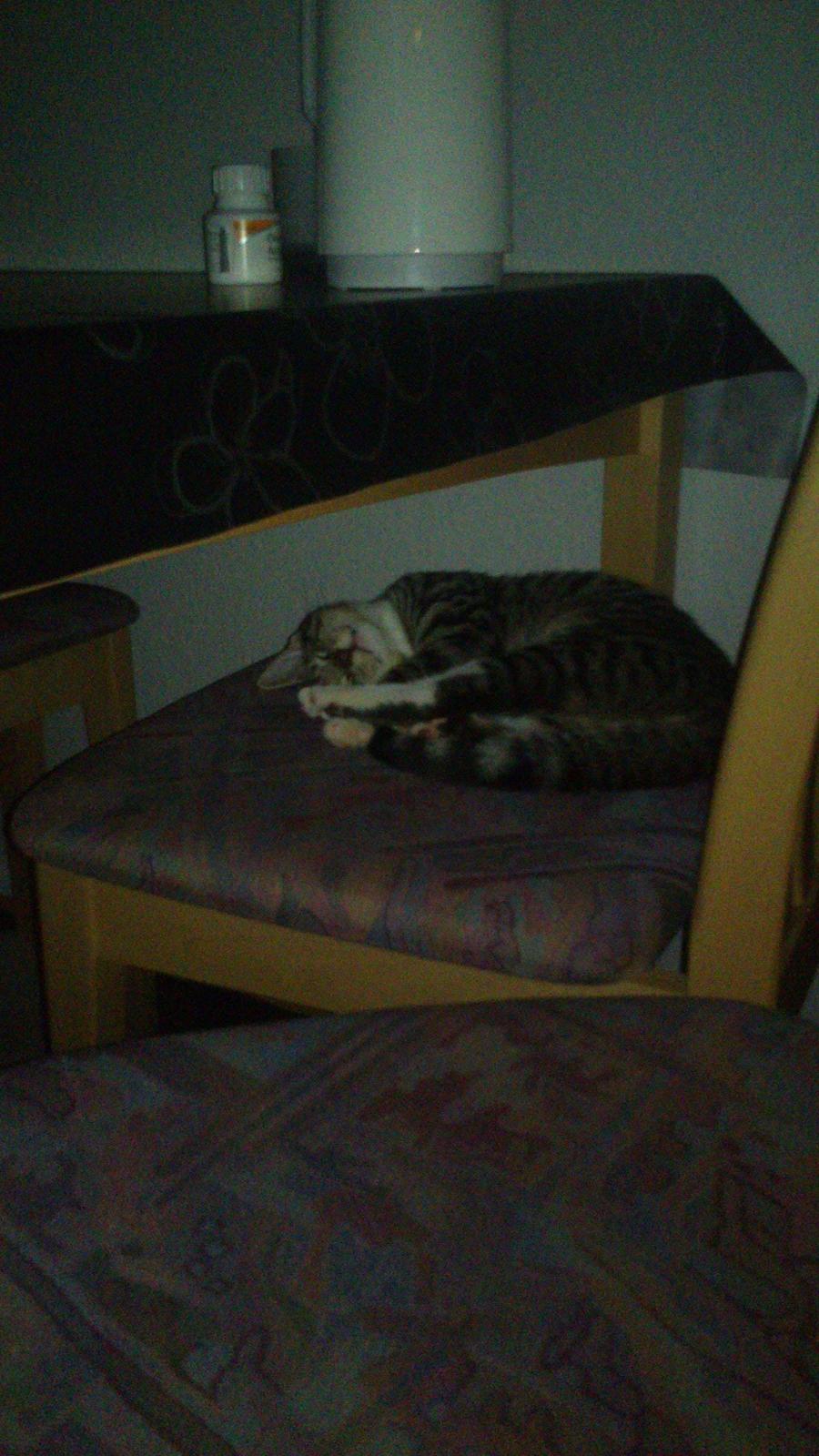 TIGER :D  - igen billede 45