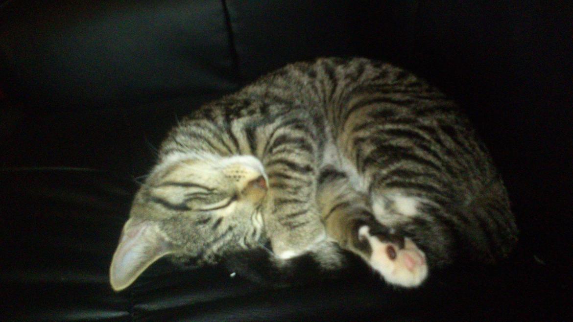 TIGER :D  - igen billede 46