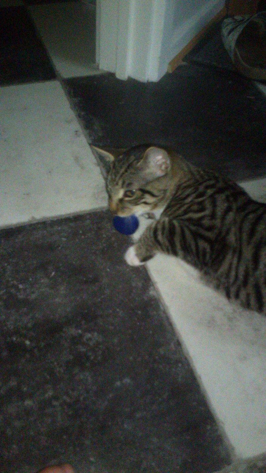 TIGER :D  - hehe fandt lige et låg at lege med en rigtig sjov mus :D billede 47