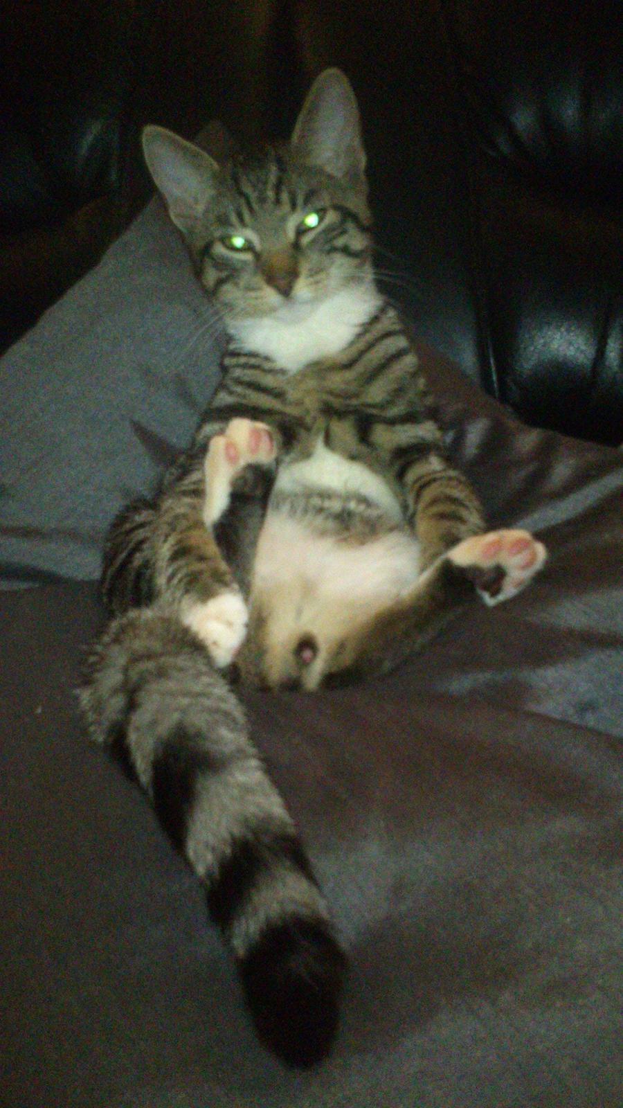 TIGER :D  - tiger slapper af (måske lidt for meget xD) billede 48