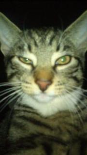 TIGER :D  - billed taget lige efter han havde lavet lidt ballade :D han ligner også en rigtig bandit :D billede 50