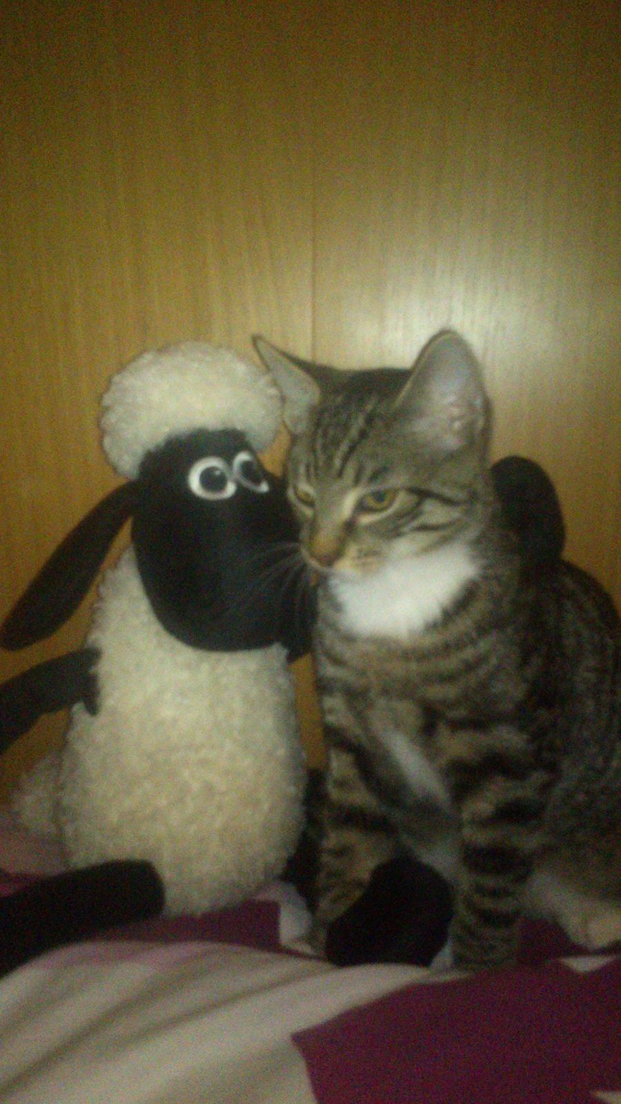 TIGER :D  - gode venner med froede får allersidste billede jeg tog af tiger som ''vores'' kat :D billede 53