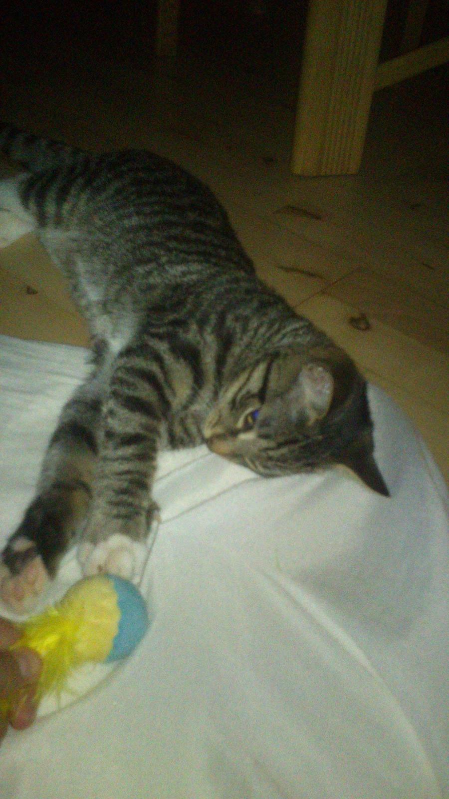 TIGER :D  - på syge besøg tiger har slået sin pote vi ved ikke hvorfor så den er ordineret smerte stillende og varmepude her på varmepude :D billede 54