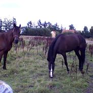 mine heste