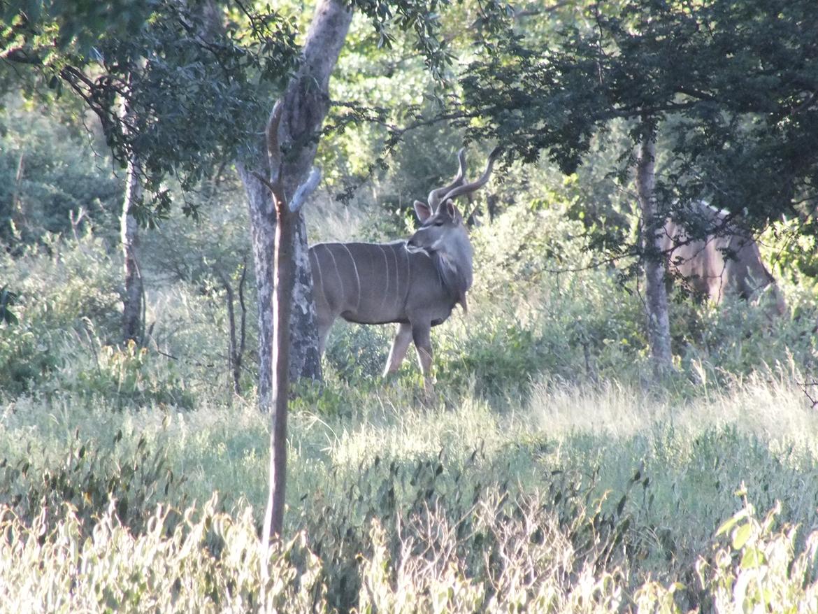 Sydafrika  - Kudoe billede 9