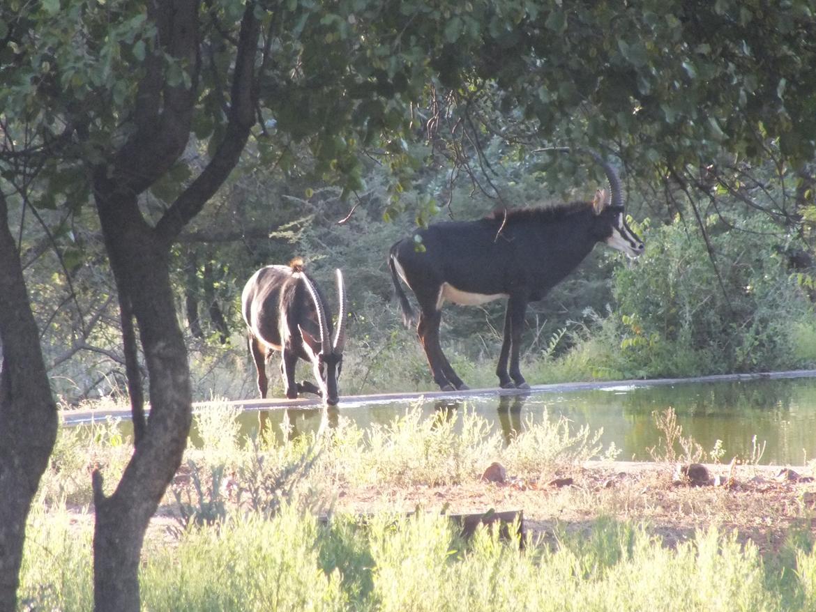 Sydafrika  - Sabelantiloper  billede 10