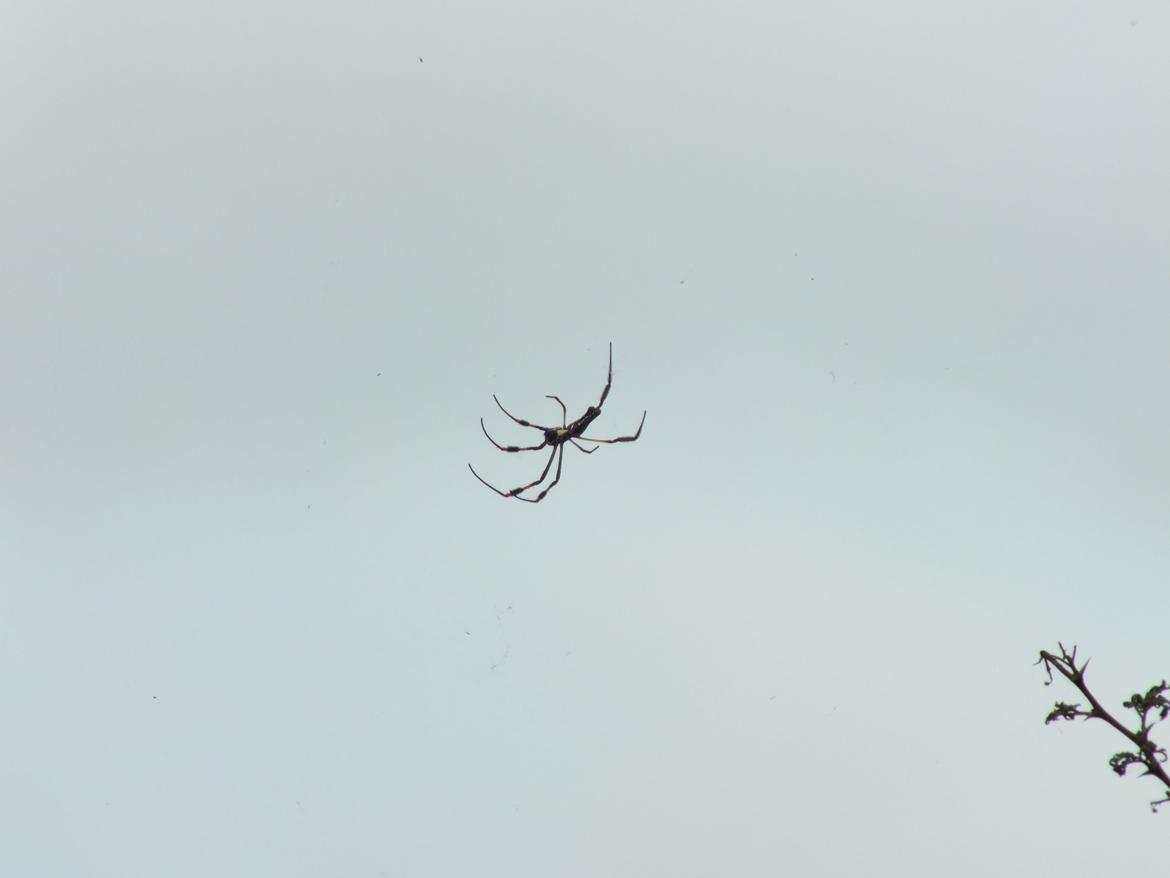 Sydafrika  - Og ikke engang en af de store! :(  billede 15