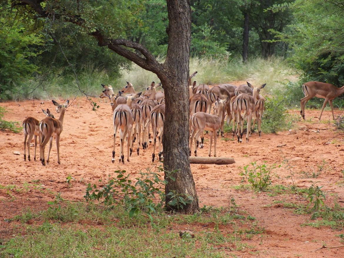 Sydafrika  - Impala børnehave  billede 11