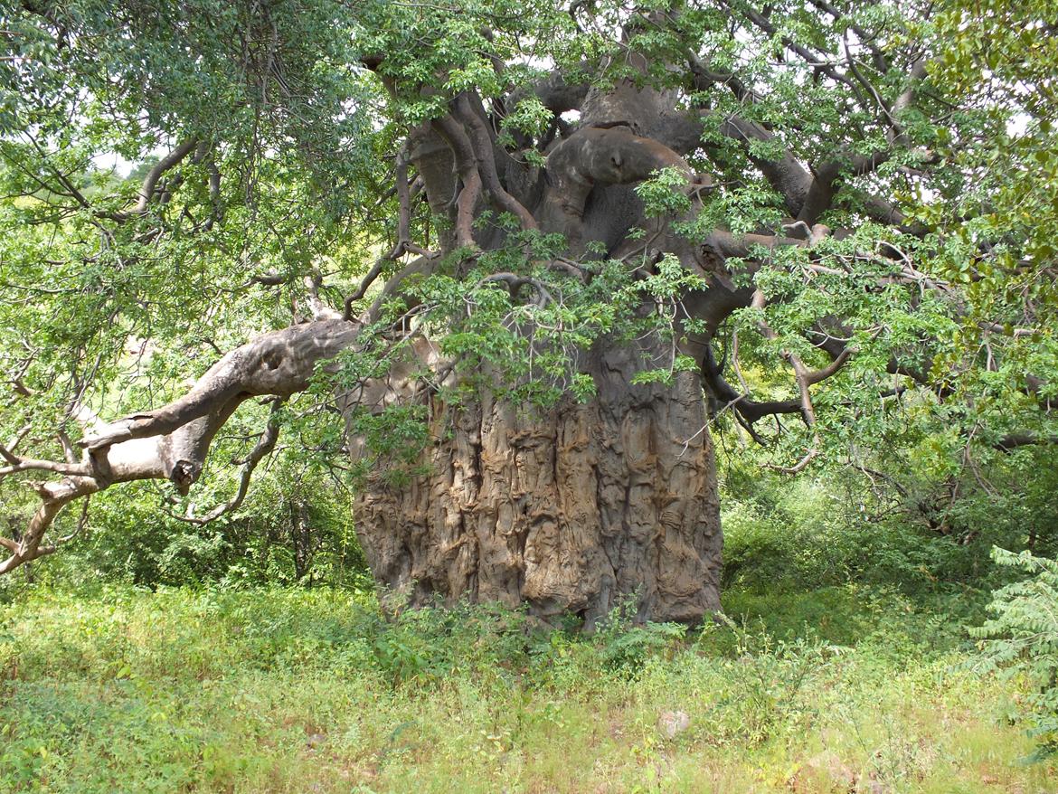 Sydafrika  - Farmen store og ikke mindst gamle baobab træ  billede 16