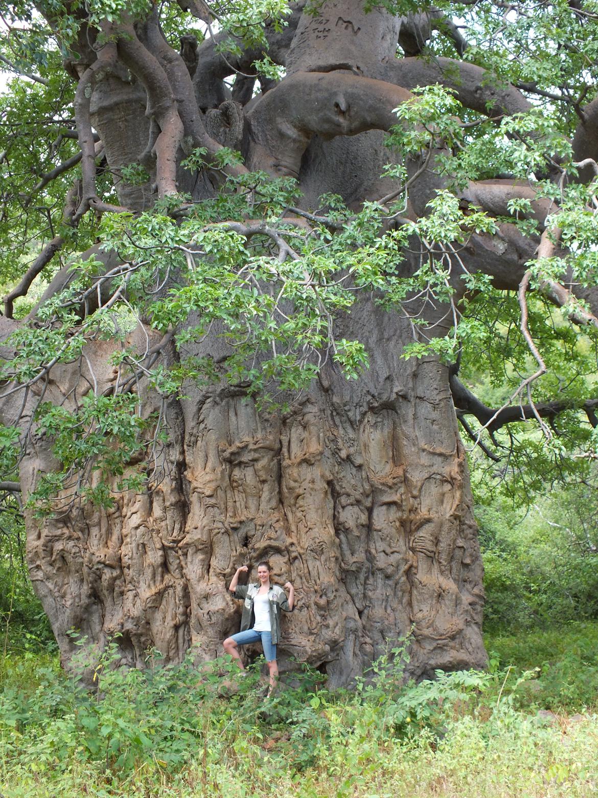 Sydafrika  - Mig foran træet  billede 17