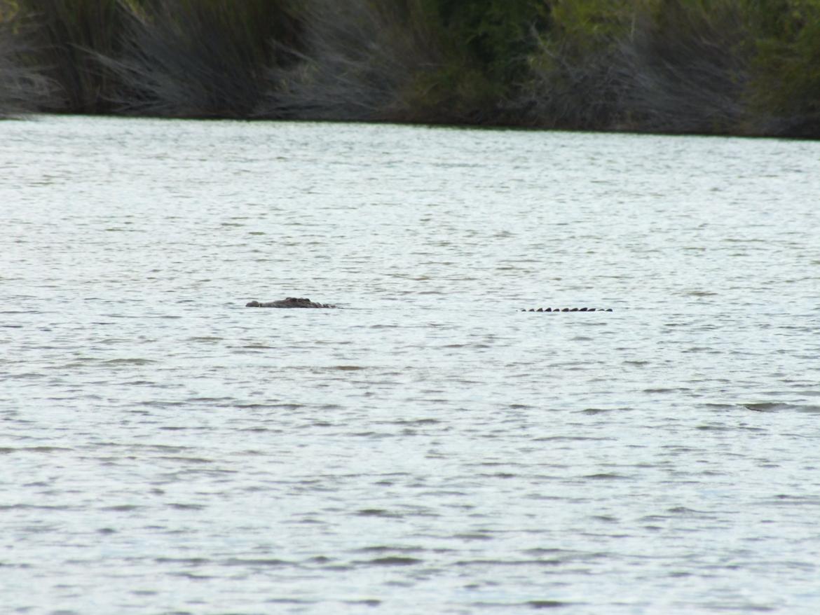 Sydafrika  - Krokodille  billede 20