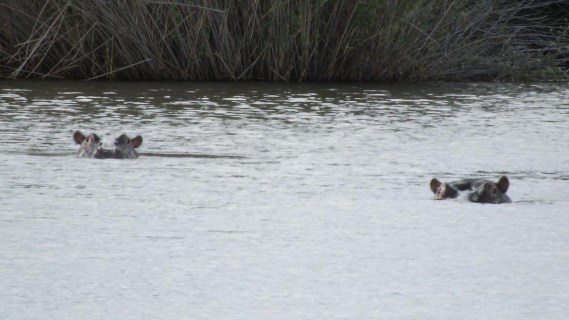 Sydafrika  - Mor og barn flodheste  billede 21