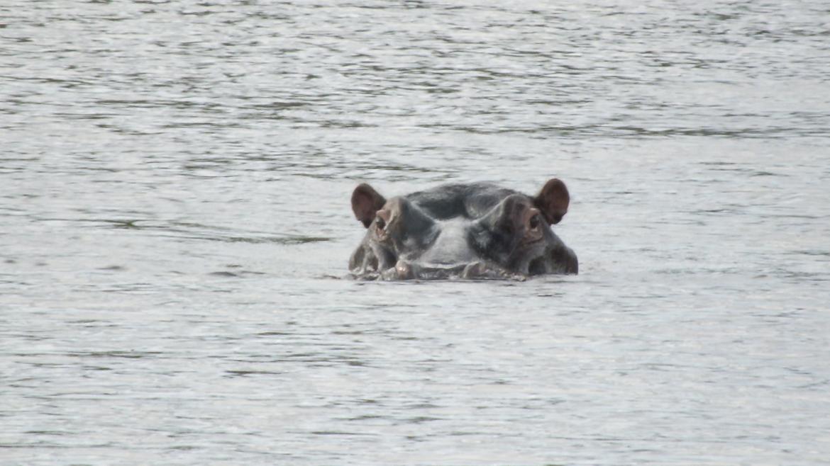 Sydafrika  billede 22