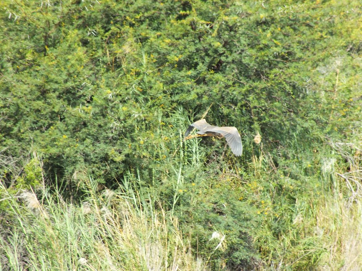 Sydafrika  billede 24