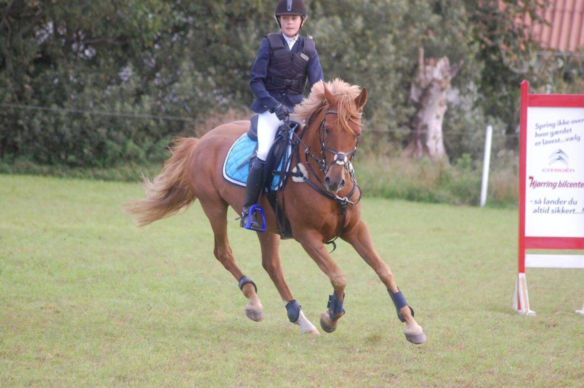 Stævne i Bjergby rideklub d. 13-14/9-14 billede 37