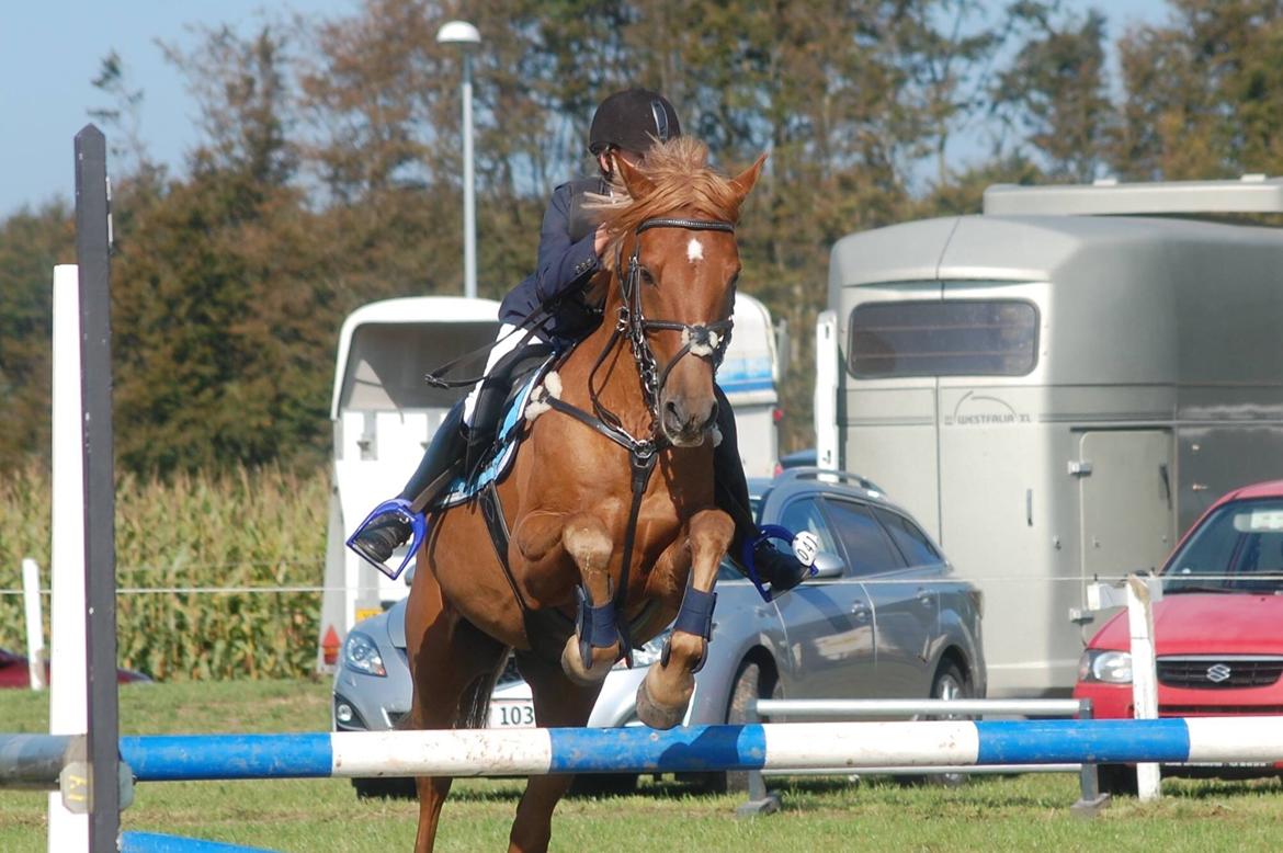 Stævne i Bjergby rideklub d. 13-14/9-14 billede 15