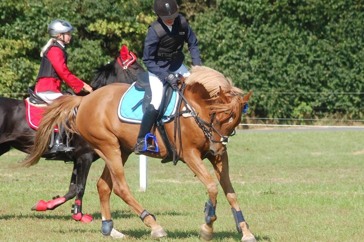 Stævne i Bjergby rideklub d. 13-14/9-14 billede 3