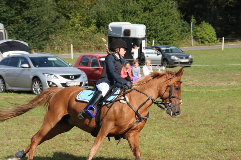 Stævne i Bjergby rideklub d. 13-14/9-14 billede 2