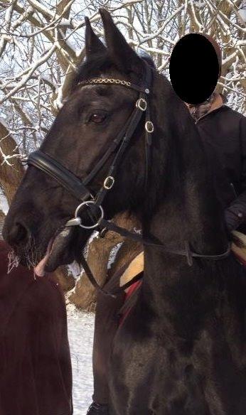 Alle heste jeg har redet i mit liv. <3 - Tonga. En frieser vallak (ældre herre) som jeg lånte på Annexgård i Kirke-Værløse sammen med min søster, når vi red tur. Sød gammel fyr, men kender ikke så meget til ham ellers. (min mindre søster rider ham på billedet) billede 56