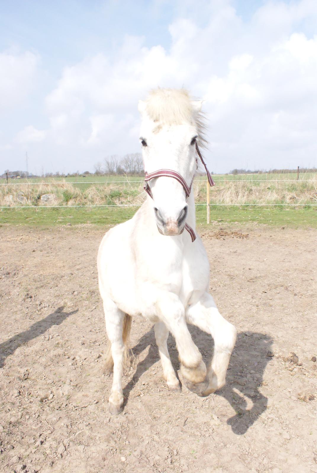 Alle heste jeg har redet i mit liv. <3 - Brøderups Baloo. En lille pony jeg har siddet på et par gange for at sætte ham på plads. Han er meget lille og red ham derfor ikke. Ellers super sød pony. (er også på hestegalleri) billede 60