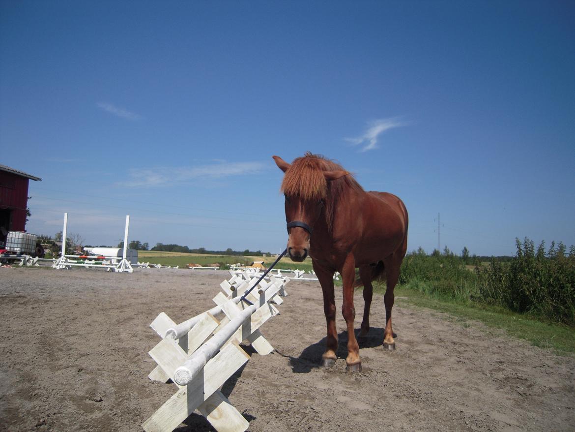 Alle heste jeg har redet i mit liv. <3 - Funi
Islænder
Funi er en 22årig gammel islændervallak som står hos en bekendt i byen. Hun red ham meget på et tidspunkt både på tur og spring/bane Han er en gammel dreng som har spat, så han bliver ikke redet meget længere og jeg red ham meget på tur på et tidspunkt. Han er meget frisk og kan gallopere meget stærkt. Kan ikke pas eller tølt men kan noget grisetølt... lidt kikset trav med benene på en mærkelig måde.
Han står endnu på en mark og hygger sig. bliver redet engang imellem billede 61