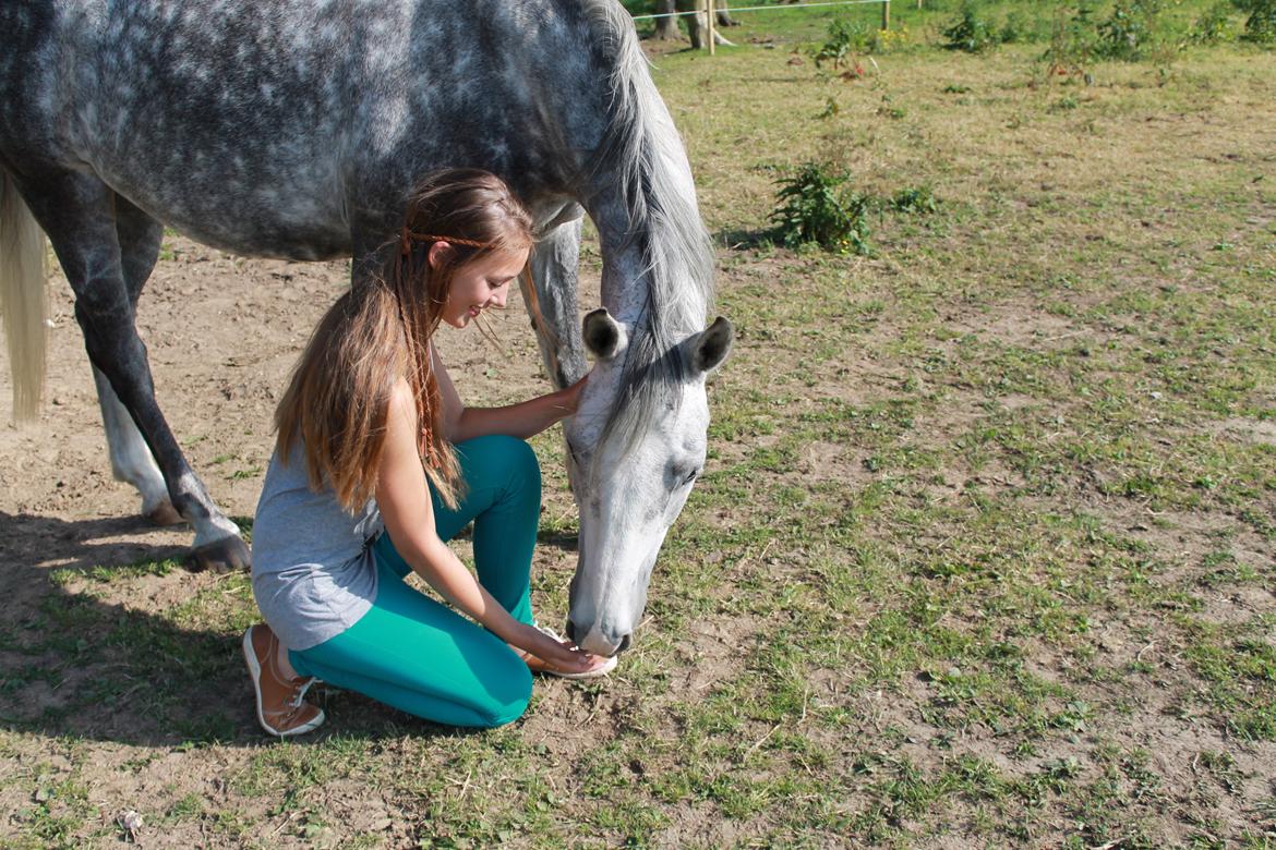 Alle heste jeg har redet i mit liv. <3 - Brøderups Bifrost, en super dejlig vallak som kan nærmest alt og vil gøre det, hvis du spørger pænt. Han er desværre misforstået og ofte ikke redet ordenligt. Han står på Brøderup ungdomsskole og jeg red ham meget :)! billede 62