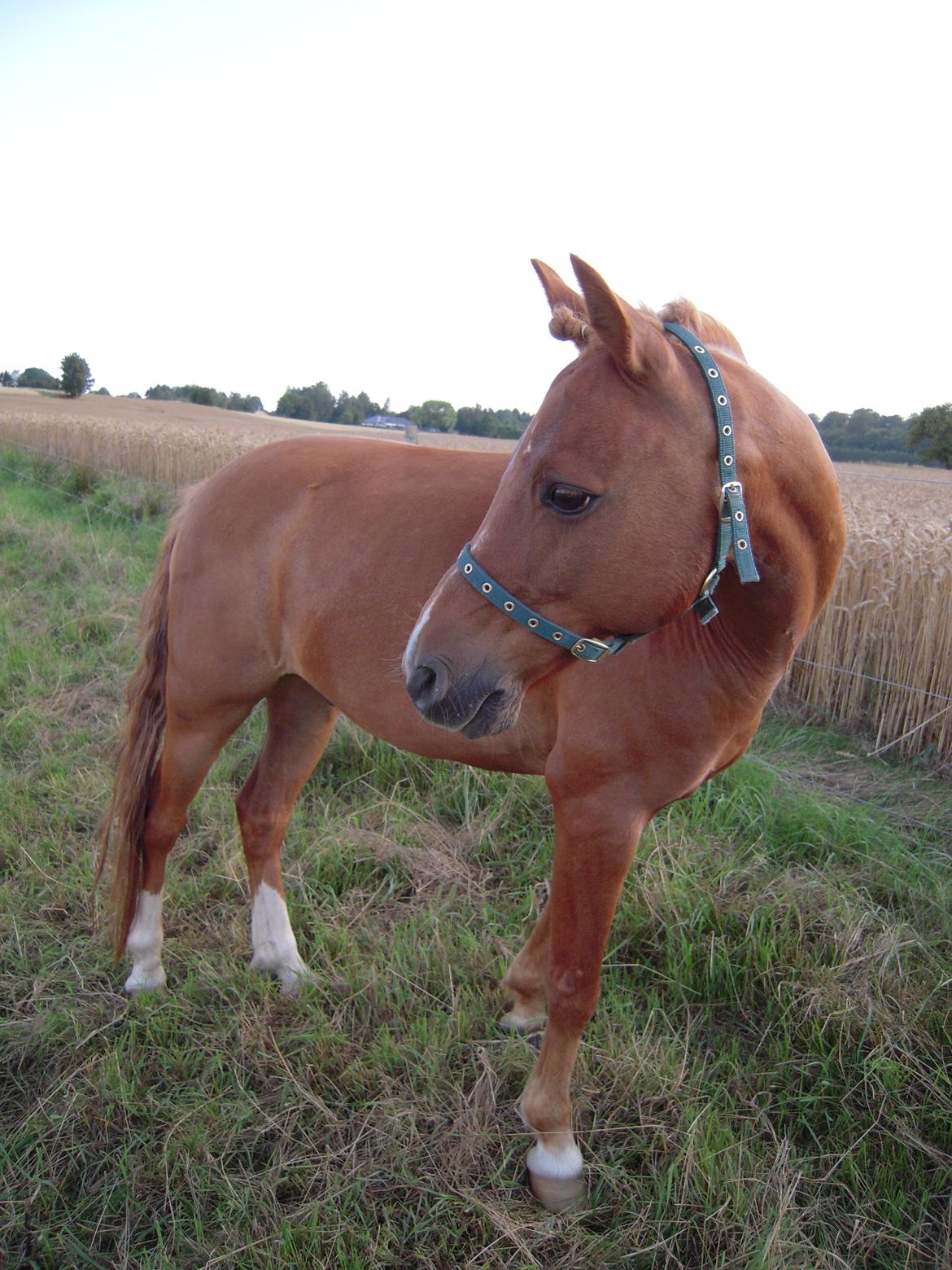 Alle heste jeg har redet i mit liv. <3 - Alexander. En gammel rideskolepony fra Kasernens Ridecenter (KARI), da den eksisterede i Næstved. Jeg sprang 1m på ham :)! Men det var i 2007 eller lign. Meget længe siden og ved ikke hvor han er idag. billede 64