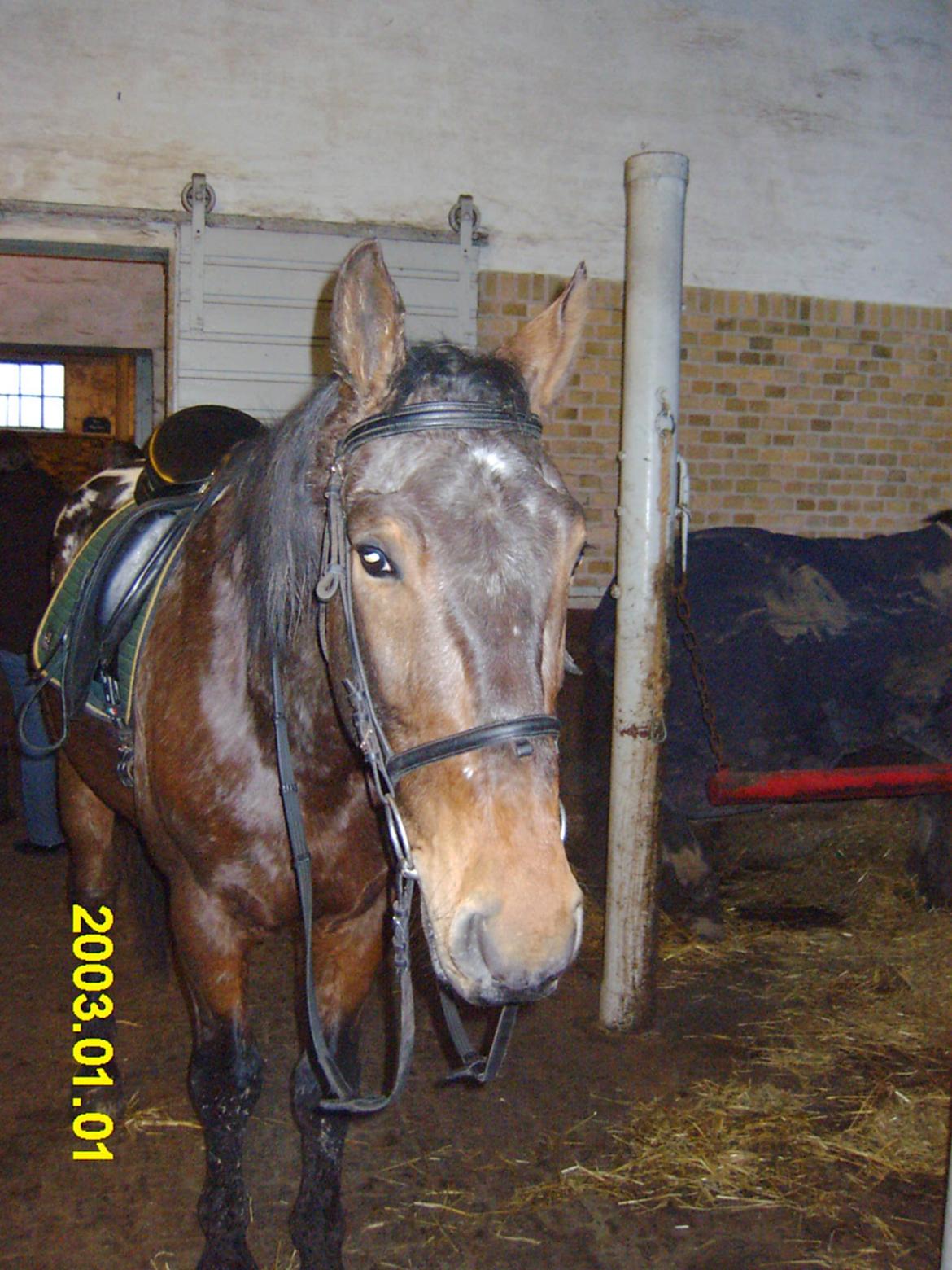 Alle heste jeg har redet i mit liv. <3 - Don Pedro (appaloosa). En gammel rideskolehest fra Kasernens Ridecenter (KARI), da den eksisterede i næstved. Jeg red mit første stævne på denne søde hest og vi fik sidstepladen.. :P Det var holdridning og jeg kunne ikke styre ham. Jeg var lige begyndt til ridning og ridehuset var delt anderledes op end normalt, så da vi nåede til den "nye" kortside, så red han bare over bommen og ud af banen.. Hele mit hold blev disket :P billede 65