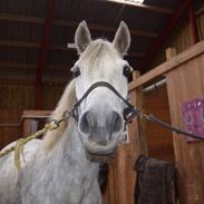 Anden særlig race Obama