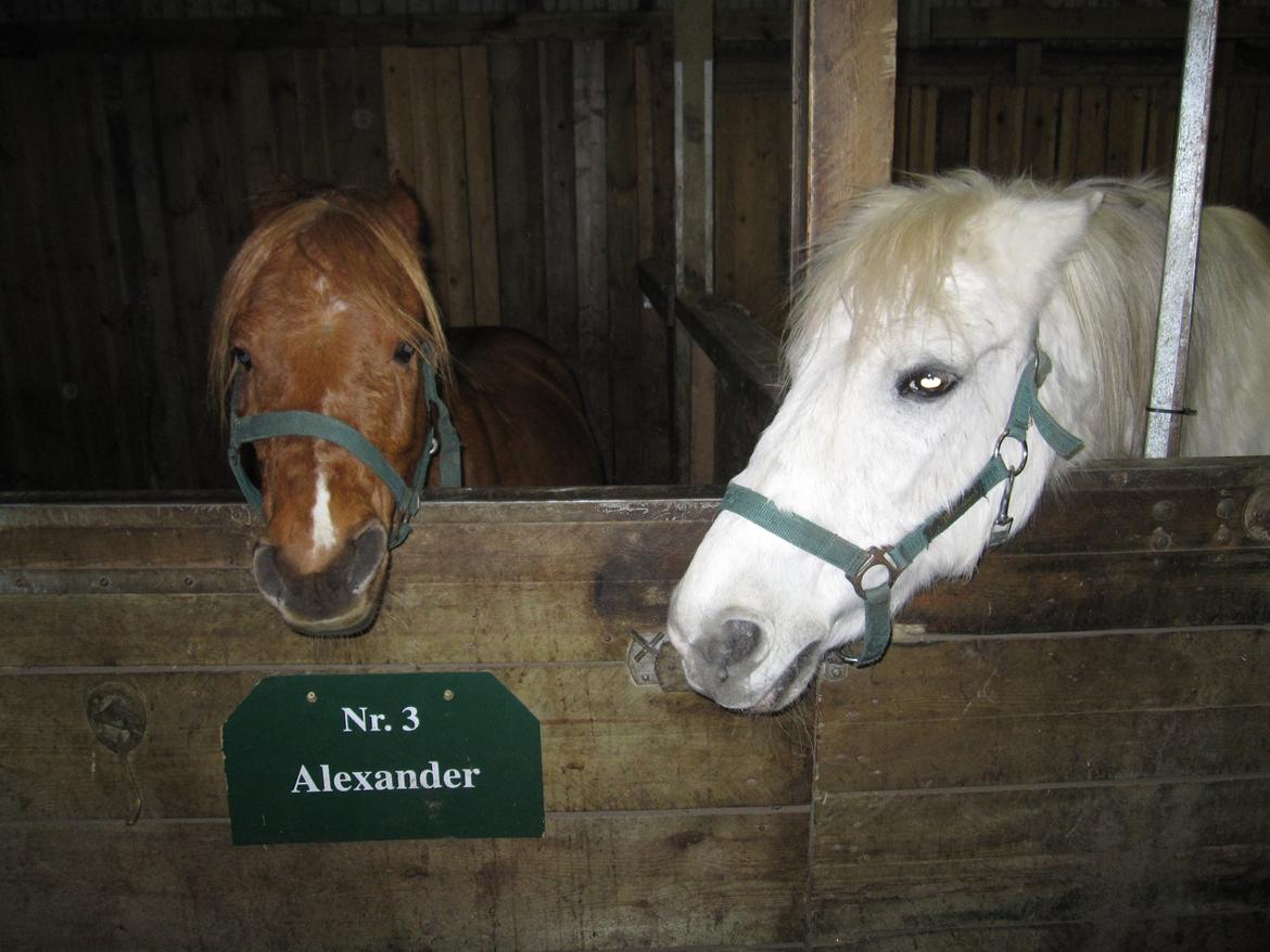 Alle heste jeg har redet i mit liv. <3 - Kaiser Wilhelm t.h. var også en gammel rideskolepony fra Kasernens Ridecenter (KARI), da den eksisterede i næstved. Han var en sur hest altid og jeg red ham engang imellem. Jeg red lidt alle hestene. Det var hvem der nu var ledig. billede 66