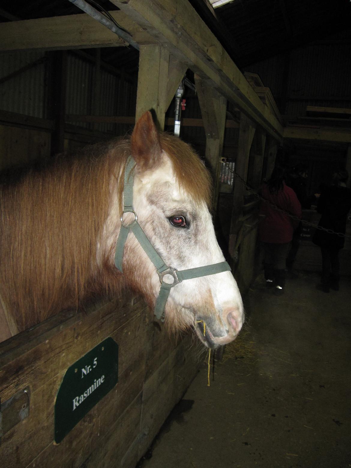 Alle heste jeg har redet i mit liv. <3 - Rasmine, En gammel rideskolepony fra Kasernens Ridecenter (KARI), da den eksisterede i næstved. Hun var ældgammel på daværende tidspunkt og jeg og min søster red hende til undervisning. billede 68