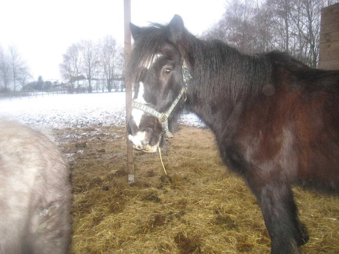 Alle heste jeg har redet i mit liv. <3 - Major mentz. En gammel rideskolehest fra Kasernens Ridecenter (KARI), da den eksisterede i næstved. Han er opkaldt efter majoren i de kongelige stalde, da han havde samme skæg. Han var en sjov gammel hest. billede 67