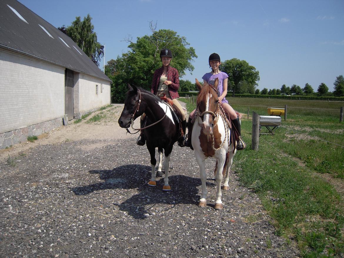 Alle heste jeg har redet i mit liv. <3 - Snickers (til venstre), jeg kan ikke huske om han er paint eller quarter, men en super dejlig westernredet hest. Han er vildt til spinning og er en super dygtig hest, som lige nu står samme sted som billedet er taget, nemlig på svinø :)! billede 70