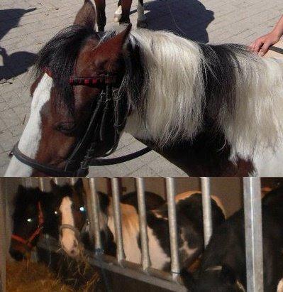 Alle heste jeg har redet i mit liv. <3 - Tøsen, pinto pony blanding fra VOSK i vordingborg. Jeg har redet hende et par gange, ligesom alle de andre rideskoleponyer/heste fra Vordingborg Sportsrideklub. Hun er super sød og en god pony. (undskyld den ringe kvalitet af billedet, men det er svært at finde billeder af alle heste) billede 74