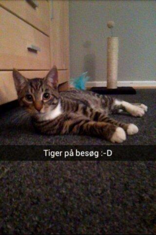 TIGER :D  - tiger på besøg 3.5 kilo billede 55