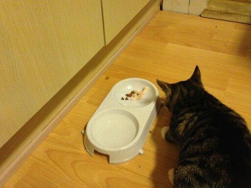 TIGER :D  - gammelt billed hvor han var på besøg hos sine det er godt med nogle rejer billede 56