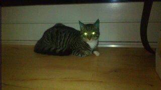 TIGER :D  - afslapning  billede 59