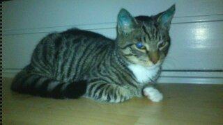 TIGER :D  - tattoveret kat lige inden jul så han er julepyntet med sine små grønne øre kastereret vægt 4.9 kg  billede 57