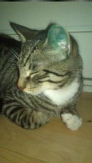 TIGER :D  - julekat  billede 58