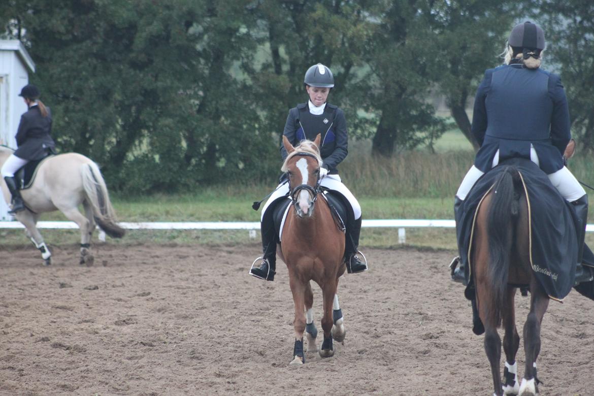 Vester Hassing rideklub d. 11/9 2010 billede 1