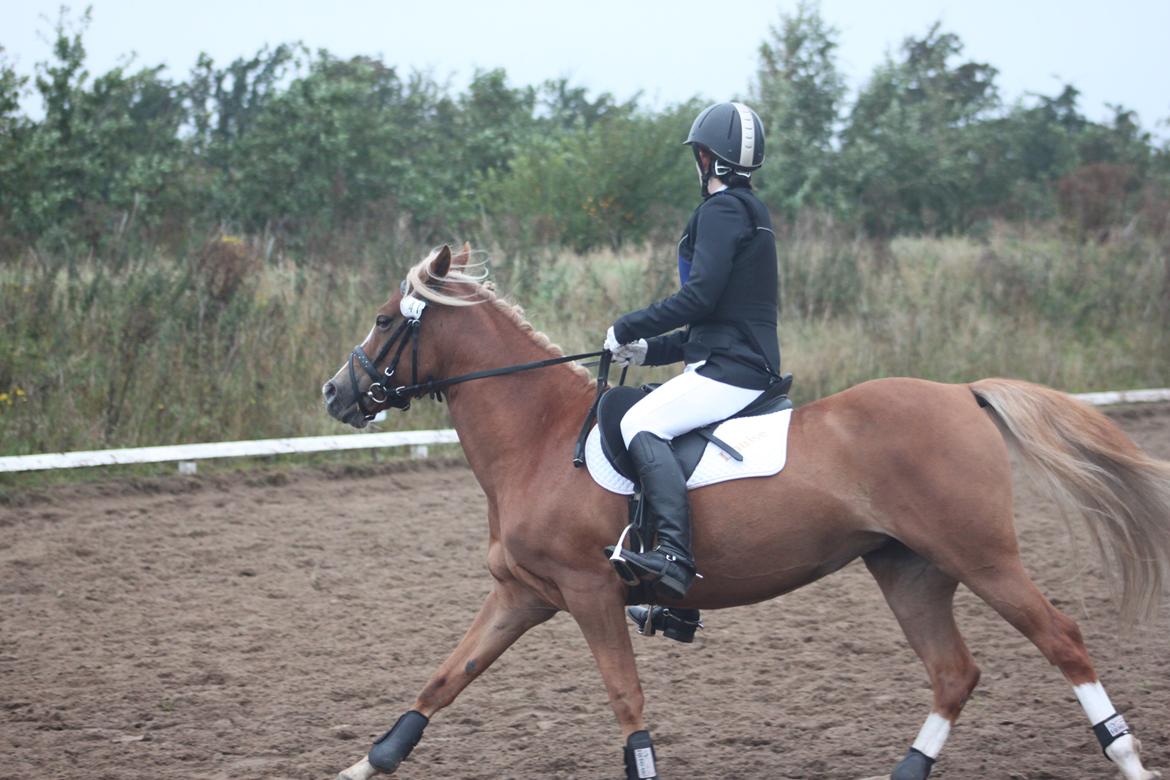 Vester Hassing rideklub d. 11/9 2010 billede 4